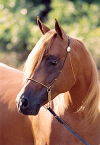 A horse with long blond hair and a brown mane.