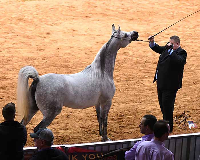 A woman taking pictures of a horse in an arena.