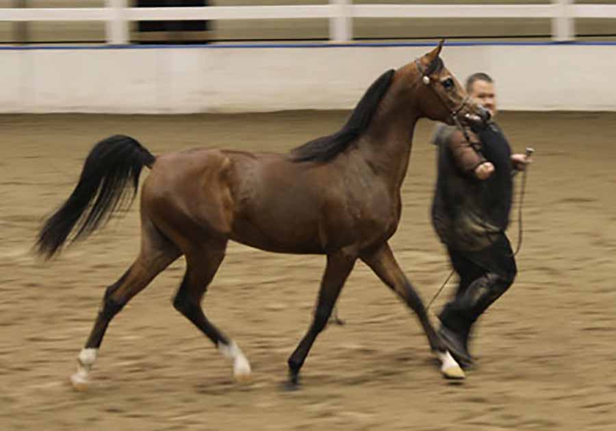 A woman taking pictures of a horse in an arena.