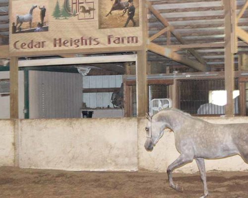 A horse is walking in the dirt inside of a barn.