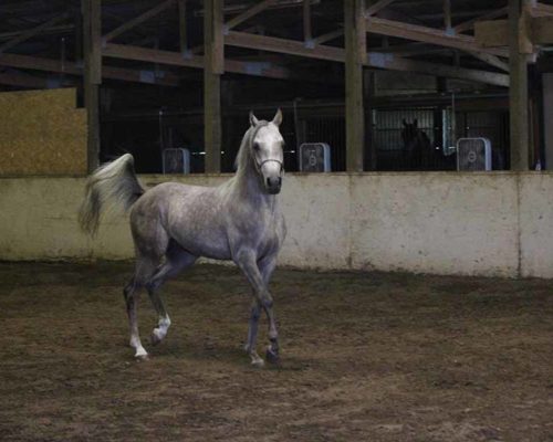A horse is standing in an arena with its legs spread wide.