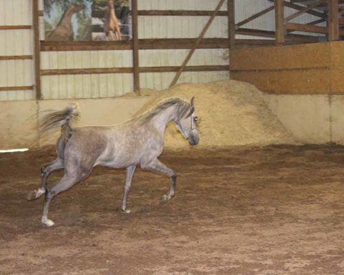 A horse running in an arena with hay.