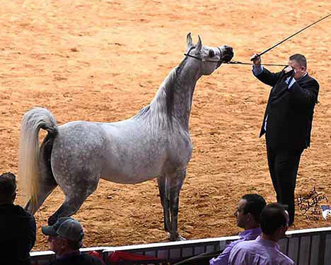 A man is holding two poles and standing next to a horse.