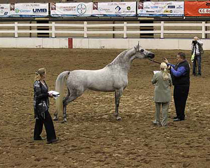 A woman and two women standing next to a horse.