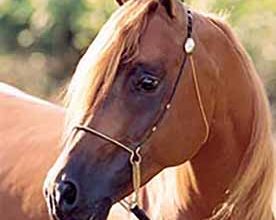 A horse with long blond hair and a bridle.